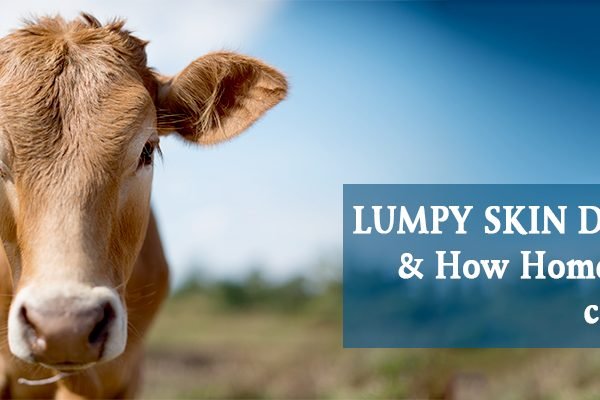 Lumpy Skin Disease in Cattle and How Homoeopathy Can Help