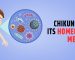 Chikungunya & Its Homeopathic Medicines