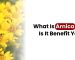 Arnica and How Can It Benefit to Your Skin